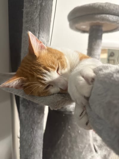 An upside-down ginger and white cat is sleeping on a grey cat tree. The cat's paws are visible and tucked near its face. The background is blurred, showing a white wall and a small portion of the cat tree's structure. There is no evidence to suggest the location is in the New Forest, United Kingdom.