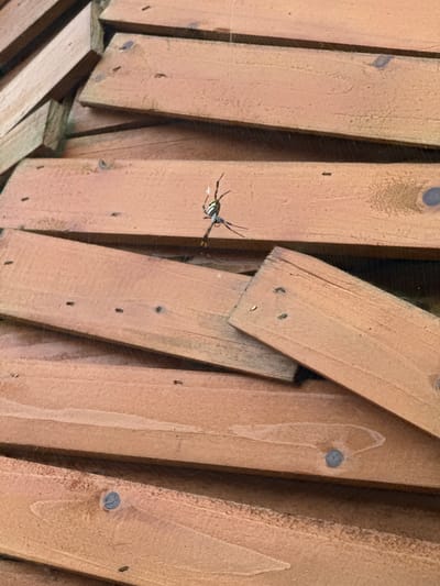 A close-up shot depicts a cluster of light-brown wooden planks, seemingly arranged in a haphazard or stacked fashion. A prominent feature is a spider, situated slightly left of center, suspended amidst a web that is barely visible between the wooden slats. The planks appear to be weathered, showing visible wood grain and several dark spots. Fasteners (possibly nails or screws) are visible, securing some of the planks together. The planks' arrangement is somewhat disorganized, suggesting they might be scrap wood or part of a disassembled structure. The location, Bắc Hà, Vietnam, is not visually verifiable from the image alone.