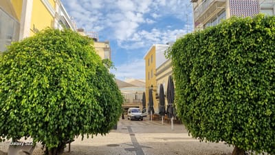 The image depicts a street scene in Faro, Portugal, likely during daylight hours, with a bright blue sky dotted with white clouds. Two large, lush green trees frame the foreground, creating a symmetrical effect. Between the trees, a narrow street paved with cobblestones leads into the background.

In the middle ground, a white van is parked on the street, with its driver's side door ajar. A few outdoor tables and chairs are visible, some of which are covered by large, dark umbrellas that are folded and secured. The buildings flanking the street are primarily yellow and white, with architectural details suggesting a Mediterranean influence. The overall impression is that of a quiet European town square or pedestrianized street. The "Galaxy S22" watermark in the lower left corner indicates the image was taken with that device.