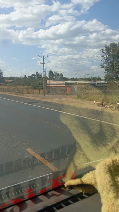 A paved road stretches into the distance under a sky filled with scattered clouds. A utility pole stands beside a brick structure near a fence. A small flock of sheep are grazing on the side of the road. A reflective surface shows a glimpse of interior, likely a vehicle dashboard and part of a fuzzy, light-colored object, perhaps a seat cover or toy. The scene conveys a rural or countryside setting captured from inside a moving vehicle.