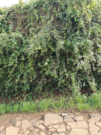The image captures an outdoor scene in Olkeri ward, Kenya, dominated by a dense wall of verdant vegetation fronting a severely deteriorated paved surface. The upper two-thirds of the frame displays a thick, overgrown mass of green foliage, composed of numerous intertwined vines, shrubs, and plants exhibiting varying shades of green, from light to dark, with some desiccated brown stems and leaves visible amidst the living growth. Directly below the dense vegetation, a strip of unmaintained green grass, approximately 10-15 centimeters tall, runs horizontally across the image. The lower third of the scene features a heavily fragmented and cracked paved surface, likely asphalt, broken into numerous irregular pieces that expose underlying dark soil and debris. Small areas of exposed dirt and mud are visible within the gaps of the broken pavement. No individuals, animals, or active subjects are present.