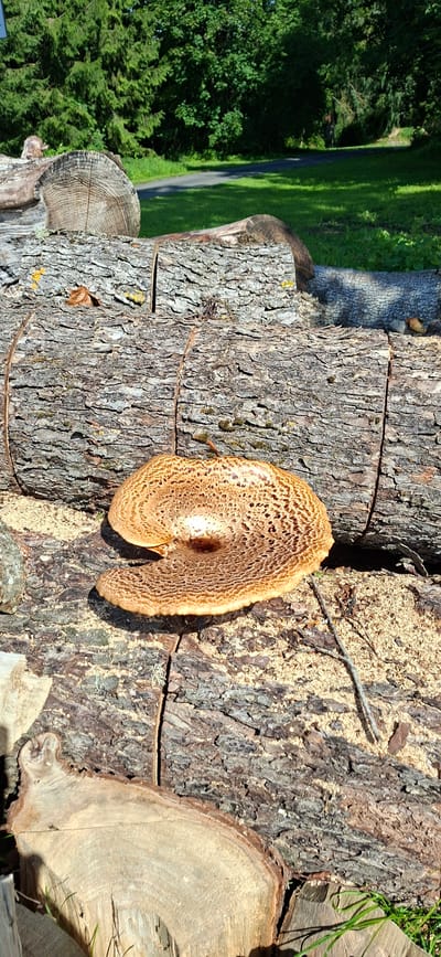 A circular, light brown mushroom with dark brown speckles is growing on a large, rough-barked log. The mushroom is off-center to the right and is partially obscured by sawdust. The log is cut into sections, revealing its rough texture. The background shows a grassy area with trees and a path. The scene appears to be in a park or forest area in Valma, Estonia.