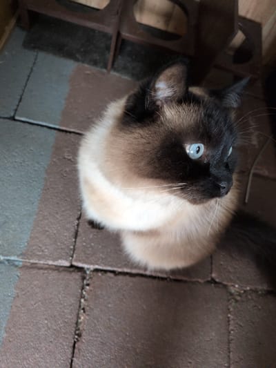 A Siamese cat with striking blue eyes is sitting on a paved surface, likely outdoors, possibly in an alleyway or patio area. The cat is looking to its right, with its body facing mostly towards the viewer. The background shows dark, weathered metal structures, suggesting an urban or industrial setting. The paving stones are a mix of grey and reddish-brown hues. The overall lighting is somewhat dim, with shadows indicating it is likely daytime. The exact location within Sömmerda, Germany cannot be determined from the image alone.