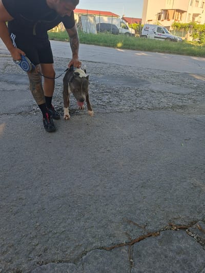 A person with extensive tattoos on their arms and legs is walking a dog on a leash. The person is wearing a black t-shirt and black shorts with white stripes, and black athletic shoes with red accents. The dog is a muscular breed, possibly a pit bull, with grey and white markings. The dog is panting with its tongue out, appearing to be mid-stride. They are on an asphalt surface, which appears to be a road or path. In the background, there is a building with a light-colored facade and some greenery, suggesting an outdoor setting. A white van with some decals and writing on its side is parked near the building. The lighting suggests it is daytime, possibly late afternoon given the shadows. The scene is set in Aksakovo, Bulgaria.