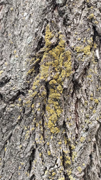 The image is a close-up, detailed view of the textured bark of a tree. The bark is a rough, gray-brown color with deep crevices and ridges. Scattered across the bark are patches of bright yellow-green lichen, particularly concentrated in the center and right portions of the image. The lichen appears granular and slightly raised against the bark's surface. There are no people or animals visible in the image. The lighting suggests it is daytime, with some shadows accentuating the texture of the bark. There is no information in the image to suggest its location in Taldykorgan, Kazakhstan.
