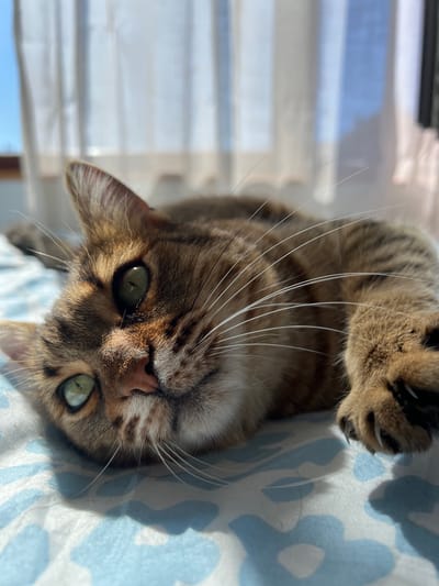 A close-up, slightly out-of-focus image shows a brown tabby cat lying on a blue and white patterned fabric, possibly a blanket or bedspread. The cat is positioned upside down from the viewer's perspective. Its face is in focus, revealing green eyes, a pink nose, and long white whiskers. The cat's right paw is visible with extended claws. A window is visible in the upper-left corner of the image. The location is claimed to be Beverwijk, Netherlands, although no elements in the image confirm this.