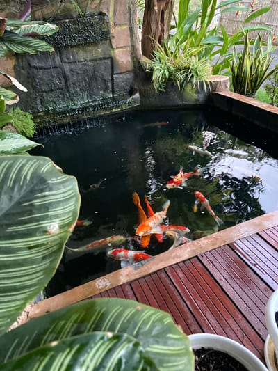 The image captures a close-up view of a koi pond located in Margorejo, Indonesia. The pond is surrounded by lush greenery, including large, striped leaves in the foreground and various potted plants and trees in the background. A small, artificial waterfall cascades down a textured rock wall into the dark water. Several koi fish, distinguished by their vibrant orange, white, and black markings, swim within the pond. The pond's edge is bordered by a wooden deck made of dark red planks. The overall scene suggests a tranquil, naturalistic setting, likely a garden or outdoor recreational space within Margorejo. There are no people visible in the image.