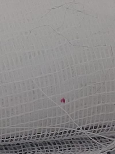 The image shows a close-up of a white, woven material, possibly gauze or a bandage. A single, small, reddish-pink object, appearing heart-shaped, is visible on the material. A thin white thread extends from the object across the surface. The background consists of the same woven material, with some dark, wispy fibers or hairs scattered across it. The image does not contain any information related to the city of Temirtau, Kazakhstan, nor does it depict any people, actions, or interactions. The focus is solely on the small object and the textured material it rests upon.