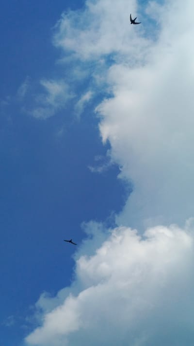 The image depicts a vast, bright blue sky filled with fluffy white clouds. Two dark silhouettes of birds are captured in flight. One bird is positioned in the upper right quadrant of the image, with its wings outstretched in a characteristic V-shape. The second bird is located in the lower left quadrant, also in mid-flight. The lighting suggests it is daytime, likely midday or early afternoon, given the brightness of the sky and the clear visibility of the clouds. The overall scene evokes a sense of freedom and the natural beauty of the sky. There are no visible people, objects, text, or specific location cues within the image itself, beyond the general impression of an outdoor, skyward view. However, the provided location context of Zvenigorod, Russia, indicates the geographical setting for this photograph of birds in flight against a cloudy sky.