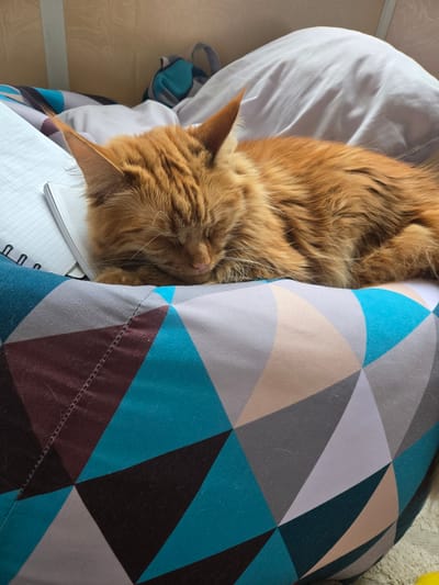 A ginger cat sleeps on a geometric-patterned pillow. The cat is curled up, with its head resting on its paws. A spiral-bound notebook is partially visible to the left of the cat. The background appears to be a bed with white pillows and a light brown wall. The scene is indoors. There are no visible references to Kimry, Russia.