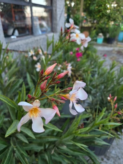 In Marinka, Bulgaria, an oleander plant with pale pink and white flowers and pink buds is in bloom. The plant is in a pot, with dark green foliage surrounding it. In the background, a building with a stone facade and a window is visible, with trees and other vegetation. The scene is outdoors, likely in a garden or yard.
