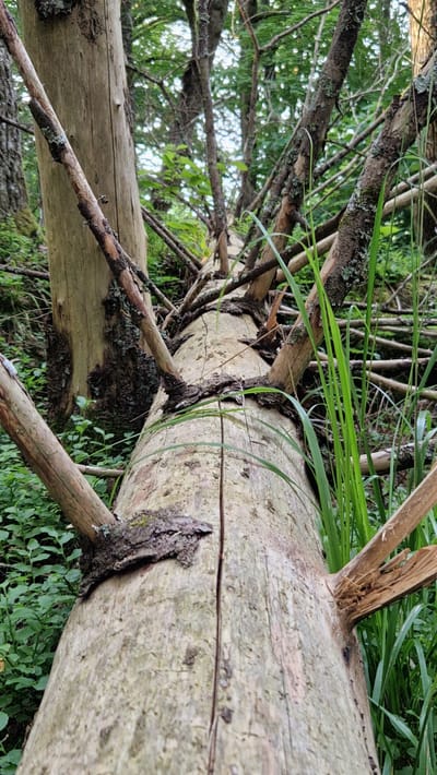 In Daudas, Latvia, a fallen tree trunk lies in a dense forest environment. The trunk, light brown and weathered, is cracked down the center and is surrounded by lush green undergrowth and tall grasses. Several broken branches protrude from the trunk, some of which are covered in moss and lichen. In the background, more trees and foliage create a sense of depth within the forest. There are no people or animals visible in the image.