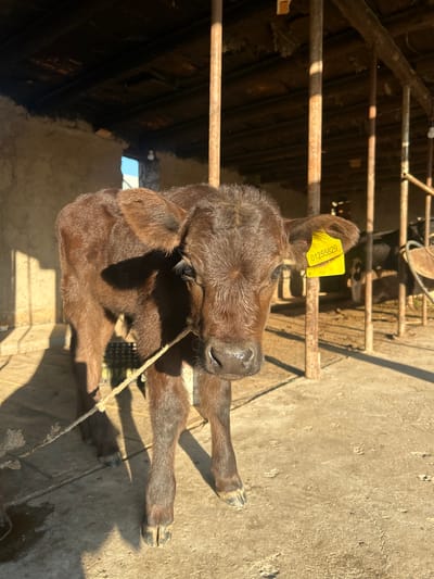 A brown calf, identified by a yellow ear tag, lies on a concrete floor within a partially enclosed structure. The structure features metal bars and dark, weathered wood in the background. A rope is visible near the calf's head. The location is inferred to be somewhere in the city of Манкент, Kazakhstan.