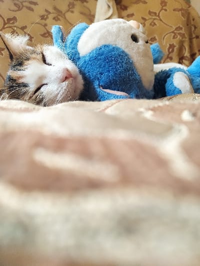 An indoor scene in Harasta, Syria, depicts a domestic cat sleeping on a light-colored, soft surface, likely a bed or couch. The cat, exhibiting white, brown, and dark brown fur patterns on its face and ears, has its eyes closed. It is positioned on its side, cuddling a blue and white plush toy, which features a rounded body and white underside. The toy is held close to the cat's head. The immediate foreground is a blurred, light beige fabric. The background consists of a blurred, patterned fabric, possibly upholstery, with gold-brown tones and darker, swirling motifs. No other individuals or objects are clearly discernible.