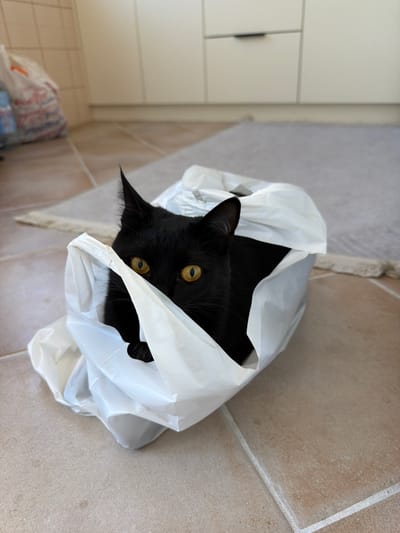 A black cat with bright yellow eyes peers out of a white plastic bag. The cat is positioned in the center of the frame, with its head emerging from the top opening of the bag. The bag is crumpled and appears to be on a tiled floor. In the background, there are kitchen cabinets and a portion of a rug. The setting is indoors, likely a kitchen or utility area. There is no indication of the cat's specific location within Lastva Grbaljska, Montenegro, and no people are present.