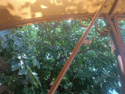 The image shows a view through a wrought iron fence and under a translucent orange canopy, looking out at a lush green tree. The tree is dense with leaves and branches, with some sunlight filtering through. The wrought iron fence has decorative scrolled elements. The translucent canopy is visible in the upper part of the image, casting shadows on the tree. The scene appears to be outdoors.
