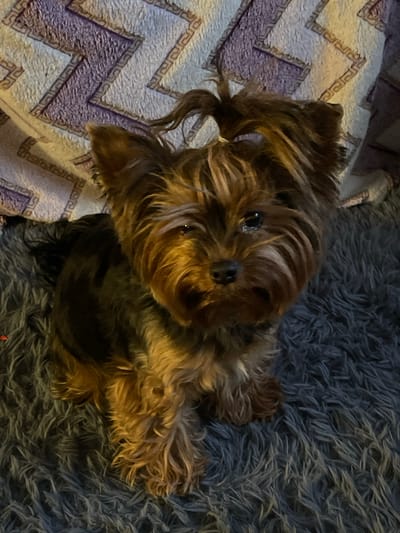 A Yorkshire Terrier dog with its hair tied up in a small ponytail sits on a grey shag rug. The dog has dark brown and tan fur, with its face primarily tan. Behind the dog is a blanket with a zig-zag pattern in purple and white. The image is a close-up, full-body shot of the dog. There is no indication of the city of Noyabrsk, Russia in the image.
