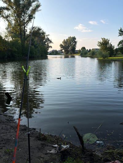 The image depicts a serene lake scene in Prigorodniy, Russia, likely during the late afternoon given the soft, warm light filtering through the trees and casting long shadows. The water's surface is gently rippled, reflecting the blue sky dotted with sparse, wispy clouds and the lush green trees lining the far bank. A solitary duck is visible in the middle of the lake, adding a touch of wildlife to the tranquil setting.

In the foreground, several fishing rods are set up, indicating an ongoing fishing activity. Two of the rods are particularly visible, one with bright yellow rod rests, and another with an orange and blue patterned rod. The bank of the lake is muddy and somewhat overgrown, with debris such as a plastic bottle and a lotus leaf floating near the edge, suggesting a natural, perhaps less-manicured, area.

The overall mood is peaceful and contemplative, evoking a sense of quiet enjoyment of nature. The scene is characterized by its natural beauty, with the interplay of light and water creating a calming atmosphere. The focus is on the quiet pursuit of fishing amidst a tranquil natural environment.