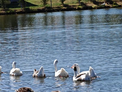 In the city of Ivanyane, Bulgaria, a body of water is depicted with several geese swimming. The water surface is rippled and reflects the blue sky and surrounding greenery. In the foreground, a group of geese are partially submerged, with their heads down in the water, indicating they are feeding. One white goose is more visible, facing left with its neck extended. To its right, another white goose is mostly submerged with its tail feathers visible. Further to the right, a goose with brown and white plumage is also feeding, with its head underwater. In the background, the shoreline is lined with grass and trees, and a chain-link fence runs along the top of the bank. A single white goose is visible on the bank. The overall scene is tranquil and depicts the natural behavior of these waterfowl in their environment.
