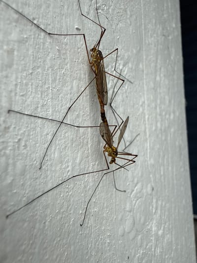 Two crane flies are mating on a white, textured surface. The crane flies are slender insects with long legs and wings. They are positioned vertically, with one on top of the other. The white surface appears to be a wall or post. The background is dark and out of focus. The image was taken outdoors in Vozdvijenka, Russia.