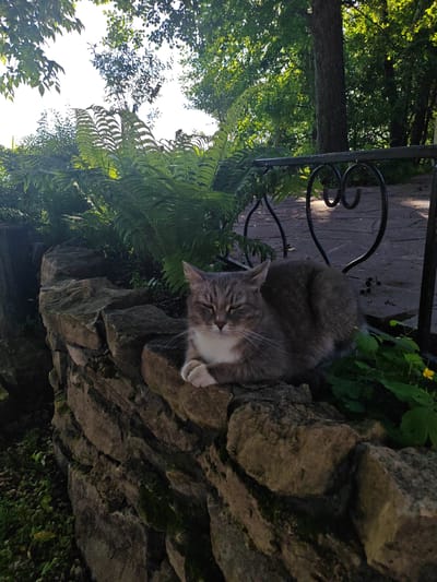 A grey and white tabby cat is lying on a moss-covered stone wall, its eyes closed. The cat is in the foreground, with a lush green fern patch behind it. A black wrought-iron railing with a heart design is visible to the right of the cat, along with a paved walkway. The background is filled with trees and foliage, suggesting an outdoor setting. The image appears to be taken in the vicinity of the village of Raiifa, Russia, possibly in a garden or park area.