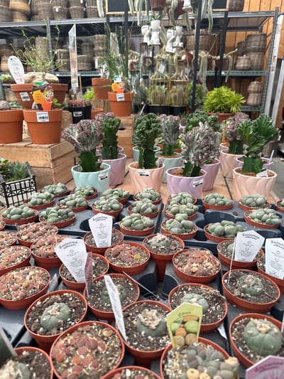 This image shows a display of cacti and succulents for sale at a garden center or flower shop. The plants are arranged in rows on shelves. The location is likely a shop in Mouscron, Belgium, based on possible price tags.

Subjects and objects present:
- Cacti and succulents in various pots.
- Price tags attached to the plants.
- Shelving or display units.
- Woven baskets in the background.
- Wooden crates.

There are no people in the image. The general environment is an organized retail setting, likely a greenhouse or the interior of a garden shop.