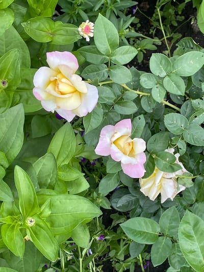 This is a top-down, medium shot of roses and greenery in a garden in Petrushenko, Russia. The roses are a mix of creamy yellow and pale pink. One rose is in full bloom in the upper left, with another in full bloom in the center. A third rose, also in full bloom, is partially visible in the lower right. A rosebud is visible in the lower left. The roses are surrounded by lush green leaves and some small purple flowers. The background is dark soil and more green foliage. No people are present. The lighting suggests it is daytime.