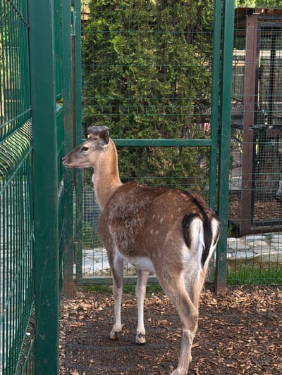 A Sika deer stands in an enclosure at the Safari Park in Polivanovo, Russia. The deer is light brown with a darker back and white markings on its rump and tail. It has short antlers and is looking down towards the ground. The enclosure is made of green metal fencing and has a wooden floor covered in bark. Green foliage and other enclosures are visible in the background.
