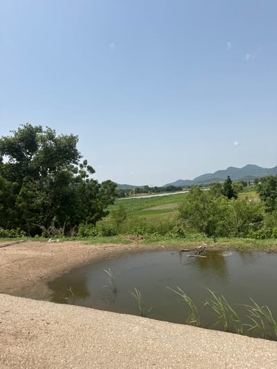 A wide-angle, full shot captures a serene natural landscape under a clear, pale blue sky with a few wispy clouds. In the foreground, a body of dark, still water fills the lower right corner, edged by muddy ground. Tall, green reeds grow from the water and along its bank. A coarse, beige concrete structure runs along the bottom edge of the frame.

The midground reveals a gently sloping terrain covered in lush green vegetation and cultivated fields. A winding river or large stream meanders through the middle ground, reflecting the sky. Trees of varying sizes and densities dot the landscape, some clustered together forming dense foliage, while others stand as solitary sentinels. A prominent, large tree with dense, dark green foliage dominates the left side of the image, its branches reaching upwards.

In the background, a range of rolling hills, also covered in vegetation, creates a soft, hazy silhouette against the horizon. The overall impression is one of a peaceful rural environment, possibly on the outskirts of Lankoviri, Nigeria, characterized by natural water bodies, agricultural land, and gentle hills under a bright, clear sky. No people or animals are visible in the scene.