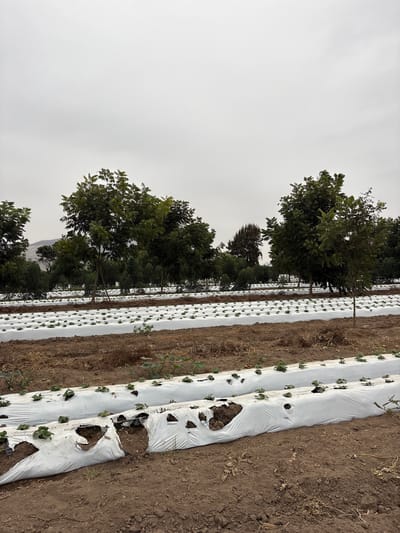 The image shows an agricultural field in Aucallama, Peru. Rows of crops are covered with white plastic mulch. The mulch has regularly spaced holes cut out, through which plants are growing. The soil between the mulch rows is dry and brown. A line of trees is situated along the left side of the field, and the sky is overcast.
