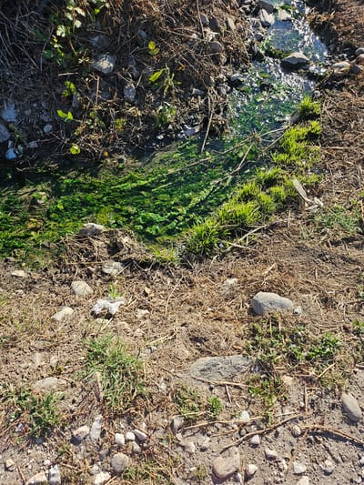 The image depicts a narrow, shallow stream or drainage ditch flowing through dry, rocky terrain with sparse vegetation. The water is partially obscured by bright green algae, which also lines the banks of the stream. Sunlight glints off the surface of the water. The surrounding ground is covered with dry grass, fallen branches, and various-sized stones. Patches of fresh green grass are growing along the banks, particularly on the right side of the stream. Some white debris, possibly plastic or paper, is visible on the ground near the water's edge. The scene appears to be an outdoor, natural environment, likely in a rural or undeveloped area.