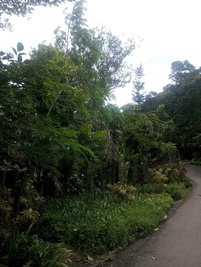 This image depicts a segment of a paved road bordered by dense, multi-layered vegetation, located in Sarwahi Mal., India. The dark gray asphalt road curves gently uphill and to the right, appearing as a single lane. To the left of the road, an unkempt embankment supports a thick expanse of green foliage. This vegetation includes numerous tree species of varying heights and leaf structures, such as tall, slender trees with light green, finely divided leaves, broader trees with darker, ovate leaves, and a distinct tall, slender conifer-like tree visible against the bright, overcast sky in the upper-right portion of the frame. The undergrowth at the immediate roadside consists of dense green grasses, shrubs, and other plants, some displaying lighter green or yellowish variegation. The sky, visible at the top, is a uniform bright white, indicative of diffused light. No individuals, animals, or specific man-made structures are present within the observable scene.