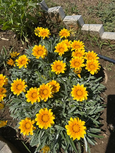 A patch of yellow Gazania flowers blooms in a garden setting, likely in Donji Štoj, Montenegro. The flowers are in full bloom with a distinctive dark spot pattern near their centers. The surrounding foliage is gray-green and linear. The flowers are planted in a well-maintained garden bed with dark soil. Part of a concrete border or edging is visible on the left, near some green grass. A dark hose lies on the soil between the flowers and the border. The image is taken from an overhead perspective. The light is bright, casting shadows.