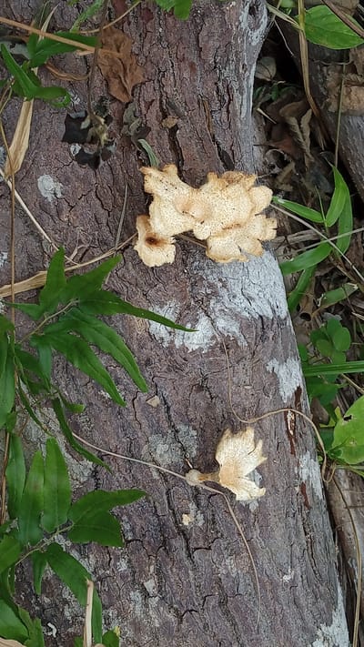 A close-up, overhead shot shows a weathered, textured tree trunk lying horizontally on the forest floor. The bark is rough and dark brown, with patches of light gray lichen. Two pale, dried, shelf-like mushrooms are attached to the trunk. One is larger and centrally located, with a ruffled, organic edge. The second, smaller mushroom is located further down the trunk and appears to be partially decomposed. Green fern fronds and dry brown leaves are scattered around the trunk, indicating an outdoor, natural environment. The scene is devoid of human presence. The image is undated and lacks specific contextual information about its location within Meunasahdayah, Indonesia, beyond the general context of a forest or wooded area.
