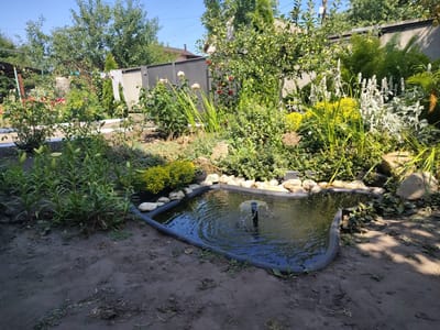 The image shows a garden with a pond. The pond has a fountain in the center, creating ripples in the water. The pond is surrounded by rocks and lush greenery, including various plants and flowers. In the background, there is a house and trees. The scene appears to be set on a sunny day, likely in the late morning or early afternoon, given the bright light and shadows. The overall impression is one of a well-maintained and tranquil garden. The location is Bakhmach, Ukraine.