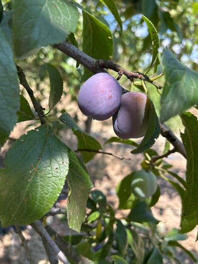 A close-up shot captures a plum tree branch laden with ripe fruit. Two plums, a deeper purple and a lighter, more reddish-purple hue, hang prominently in the center, partially obscured by green leaves. A third, unripe green plum is visible lower and to the right. The branch itself is thin and textured, with smaller twigs extending from it. Lush green leaves, some with small holes, surround the fruit. The background is a soft blur of foliage and the dry, earthy tones of the ground. The scene is set outdoors, likely in a garden or orchard, under dappled sunlight. The specific location of Zaboizkiy, Russia, is not visually evident from the image itself.