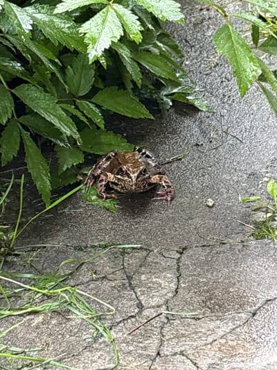 A medium-sized brown frog with a mottled pattern sits on a cracked concrete surface. Green leaves from an overhanging plant are visible in the upper left portion of the image, some with water droplets on them, indicating recent rain. Blades of grass are scattered across the concrete. The scene appears to be outdoors, possibly in a garden or park area in Ленинградская, Russia. The frog is facing the camera with its front legs extended.