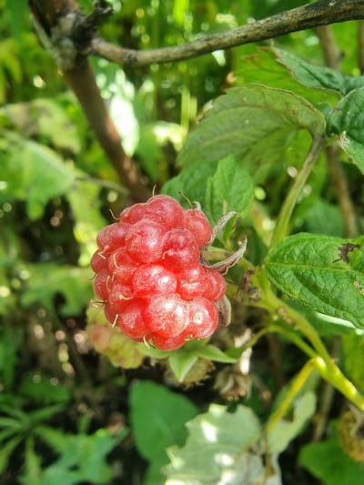 The image shows a close-up of a ripe red raspberry, attached to its stem and surrounded by green leaves and branches. The raspberry is plump and textured, with individual drupelets visible. The background is softly blurred, suggesting an outdoor setting with natural light. The image was taken in Sabancheevo, Russia.