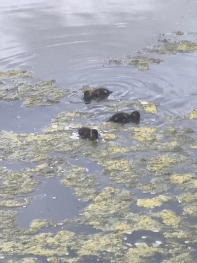In this media file, the scene is a body of water, possibly a pond or lake, with patches of aquatic vegetation and some white foam. The water appears calm with ripples in some areas. The overall lighting suggests an overcast or diffused light, hinting at a cloudy day.
The primary subjects are a group of four ducklings swimming in the water. They are small, dark, and appear to be moving through the water, indicating an activity of swimming or foraging. One duckling is clearly visible in the foreground, facing right. Another pair are closer together in the middle ground, also swimming. A fourth duckling is positioned in the upper middle ground, slightly further away from the others.
The setting is natural, with the presence of water and vegetation. There are no visible structures or human objects, suggesting a natural habitat. The location context is given as Дружба Снт (покровка), Russia, which places this scene in a specific rural or semi-rural area. There is no visible text in the media file. The image captures a peaceful moment in nature with young waterfowl.