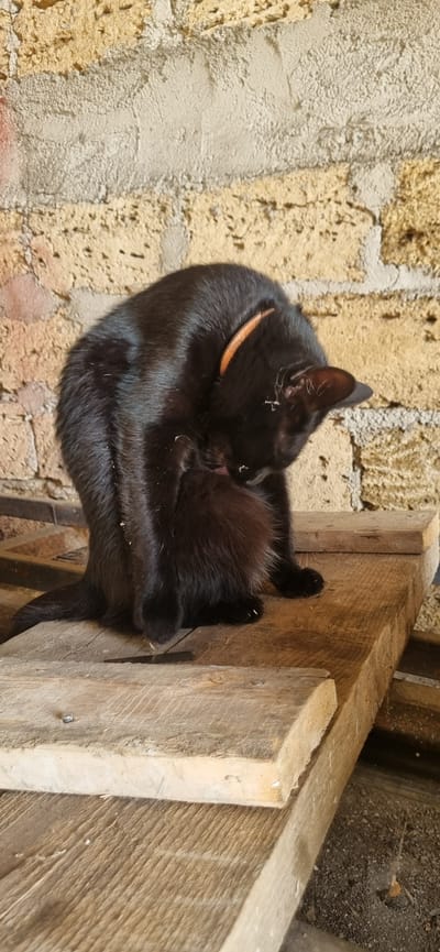 A black cat is grooming itself on a wooden surface in front of a textured, sandy-colored brick wall. The cat is positioned in the center of the frame, facing away from the viewer, with its head bent down to lick its fur. It is wearing an orange collar. The wooden surface appears to be made of rough planks. The brick wall in the background shows variations in color and texture, with some areas appearing lighter and smoother than others. The lighting suggests it is daytime, with shadows cast on the wooden surface. The scene is located outdoors.