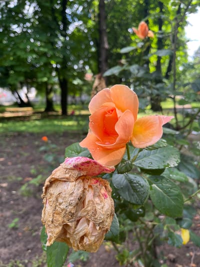 The image displays a rose bush located in a garden within the city of Tsarev Brod, Bulgaria. A prominent, freshly bloomed peach-orange rose is centrally positioned, its petals and associated green leaves exhibiting multiple clear water droplets. Adjacent to and below this bloom, a second rose is observed in a advanced state of desiccation, appearing shriveled, brown, and partially disintegrated, with remnants of pink color on some dried petals. The background consists of out-of-focus green foliage and blurred tree trunks, indicating a park-like or heavily vegetated environment. The ground beneath the rose bush is visible as dark soil with minimal organic debris. No human subjects, animals, or explicit actions are depicted.