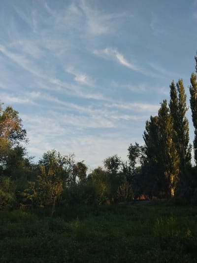 The image shows a view of trees and grass under a partly cloudy sky. The trees are dense and green, with some taller, slender trees on the right side of the frame. The grass in the foreground is also green and lush. The sky is a light blue with scattered white clouds that appear wispy. The lighting suggests it is either early morning or late afternoon. There are no people or man-made structures visible in the image, placing the scene in a natural or semi-natural environment within the city of Djany-Pahta, Kyrgyzstan.