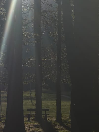 The image depicts a park scene in Dolovi, Montenegro, bathed in the golden light of either sunrise or sunset, creating long shadows and a hazy atmosphere. The foreground is dominated by the dark silhouettes of several large trees. Between two of these trees, a wooden picnic table with benches is visible, casting a long shadow on the grassy ground. Beyond the picnic table, a pathway meanders through a green lawn. In the distance, a solitary person, appearing as a small, indistinct figure, walks along the pathway. The trees have branches that extend into the upper portion of the frame, with some foliage visible, catching the light and creating a dappled effect. The overall impression is one of tranquility and natural beauty.