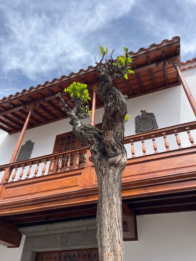 The image shows a tree trunk with green leaves growing from a wooden balcony of a white building in Teror, Spain. The wooden balcony has a railing made of brown spindles and the balcony extends out from the white wall of the building. A stone plaque with an emblem is mounted on the white wall. The location's coordinates are latitude 28.06, longitude -15.547. The sky is blue with white puffy clouds.