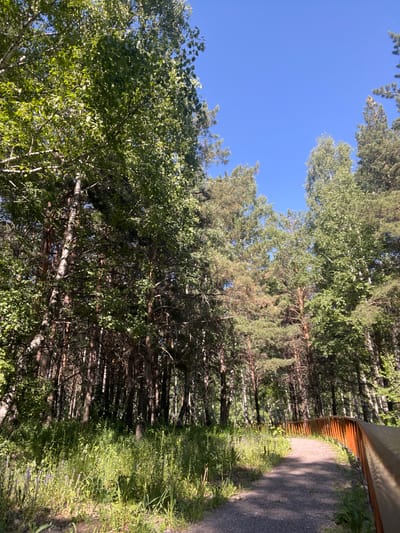 A gravel pathway curves to the right through a sun-dappled forest. The pathway is bordered on the right by a curved wooden railing with a light brown top rail and darker brown vertical slats. Dense green trees, including birch and pine, line both sides of the path, with tall trunks reaching towards a clear blue sky. The ground to the left of the path is covered in a thick layer of green grass and smaller plants, with some purple flowers visible. Sunlight filters through the leaves, casting shadows on the ground. The scene appears to be a tranquil park or nature trail, possibly located in Kiselyovsk, Russia, given the presence of birch and pine trees common to the region. No people or animals are visible in the frame.