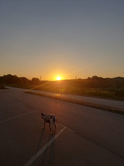 The image depicts a scenic sunset in Strazhitsa, Bulgaria. The sun, a brilliant orb, is low on the horizon, casting long shadows and bathing the landscape in a warm, golden glow. The sky transitions from a pale blue at the top to a vibrant orange and yellow near the sun. A road, possibly a parking lot or a quiet street, occupies the right side of the frame, with white markings visible on the asphalt.

On the road, a dalmatian dog is captured in motion, its distinctive spotted coat highlighted by the sunset. The dog appears to be walking or running, with its body slightly angled and its tail in mid-air. Its shadow stretches out long and distorted on the ground, a testament to the low angle of the sun.

To the left of the road, a gentle slope is covered with lush green vegetation and trees, which are silhouetted against the bright sky. A few power lines and utility poles are also visible in the distance, suggesting the proximity of civilization to this natural setting. The overall atmosphere is serene and tranquil, evoking a sense of peace and the beauty of nature at the end of the day. The time of day is clearly sunset. There is no visible text in the image.