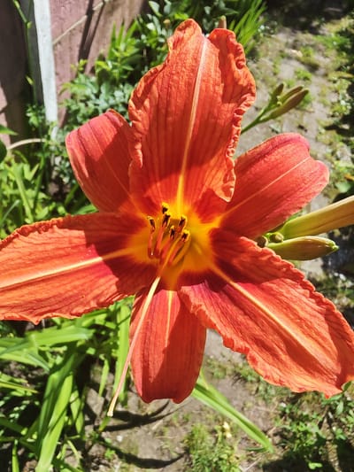 This is a close-up, top-down photograph of a vibrant orange daylily in full bloom. The flower's petals are ruffled and deeply veined, radiating from a bright yellow and orange center. Several stamens with dark anthers are visible within the flower's throat. The background is a blur of green foliage, hints of a wooden fence, and dappled sunlight on the ground, suggesting an outdoor garden setting. There are also a few unopened flower buds to the right of the main bloom. The image does not contain any people or evidence of human activity, other than the implied presence of a garden. It's not possible to determine the specific location within Чонкаўскі сельскі Савет, Belarus, from the visual information provided.