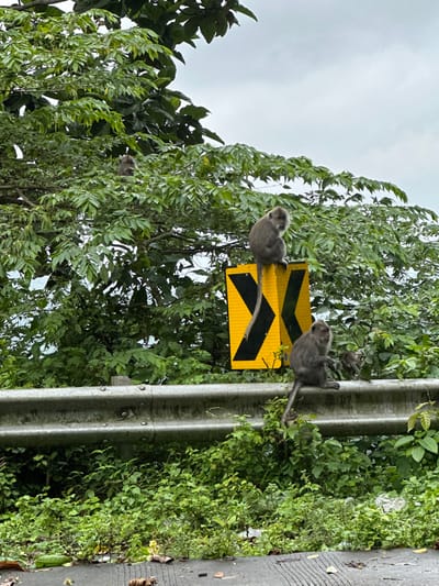 Two gray monkeys are on a yellow road sign with black arrows, next to a metal guardrail and lush green foliage. One monkey clings to the sign, tail dangling. Another monkey sits on the guardrail. A third monkey is partially visible amidst the leaves. The sky overhead is overcast.