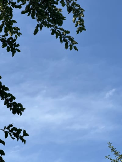The image shows a clear blue sky with some wispy clouds. Several tree branches with dark green leaves are visible in the foreground, silhouetted against the sky. The branches are positioned in the upper left and lower left corners, as well as the lower right corner, creating a framing effect for the sky. There are no people or man-made objects visible in the frame. The scene appears to be an outdoor, natural environment. The location is identified as Koklaisai, Kazakhstan.