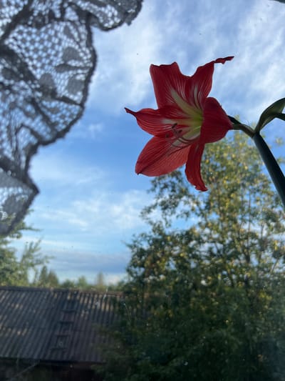 The image shows a close-up view of a red and white amaryllis flower viewed through a window, with the sky and trees visible in the background. A portion of a lacy curtain is in the foreground on the left side of the image. The scene appears to be from a residential area in Yakshur-Bod'ya, Russia, likely a rural or suburban setting, given the presence of a corrugated metal roof on a building and lush green trees. The window appears to be slightly dirty, with visible specks and smudges. No people are visible in the image. The lighting suggests it is daytime, possibly late afternoon due to the warm tones of the tree leaves and the quality of the light.